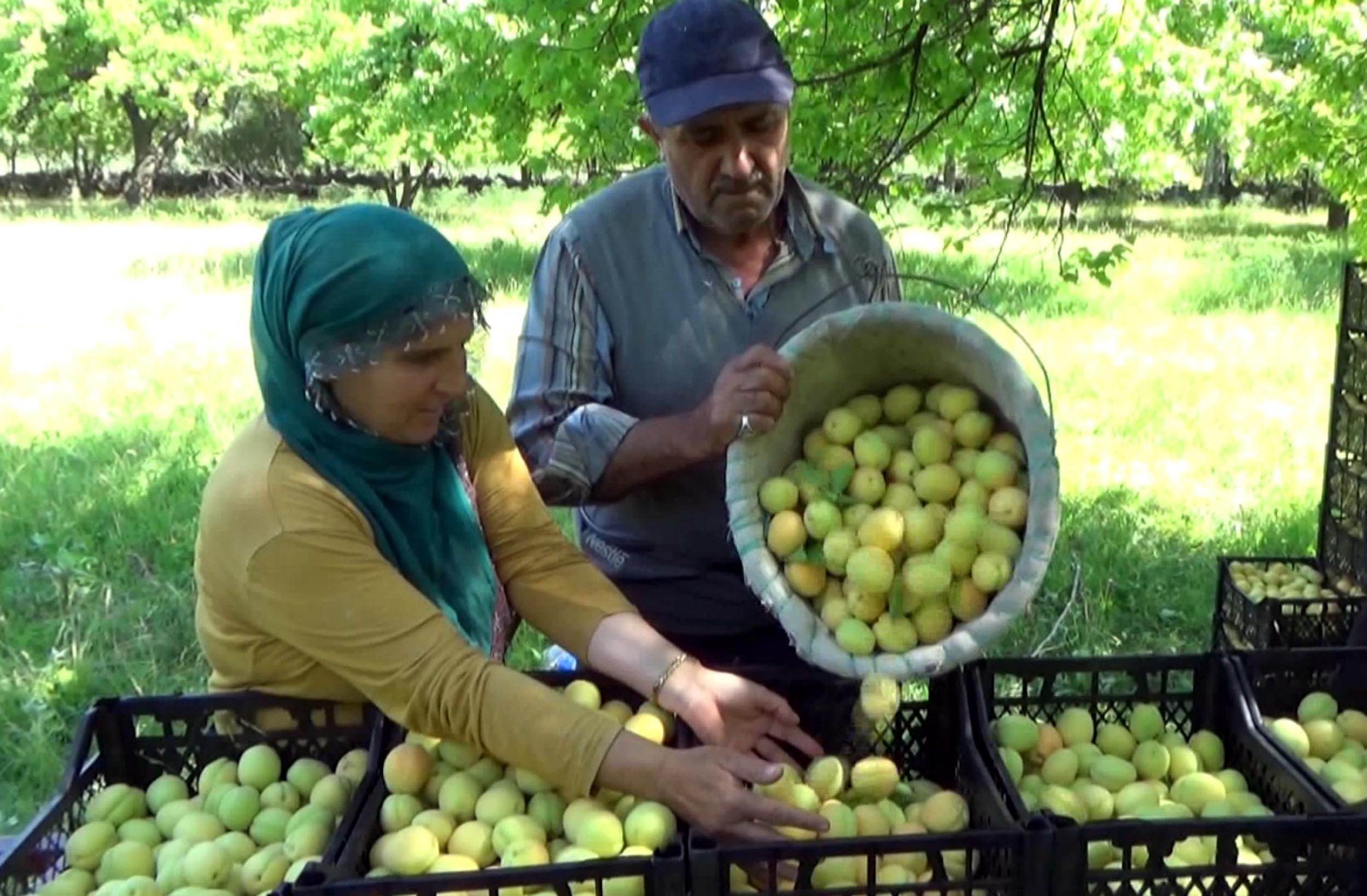 Iğdır Ziraat Odası Başkanı Tugay Bağrı