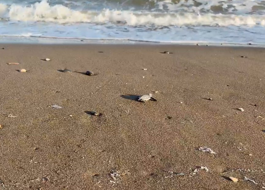 yeşil deniz kaplumbağası yavrusu kumsalda