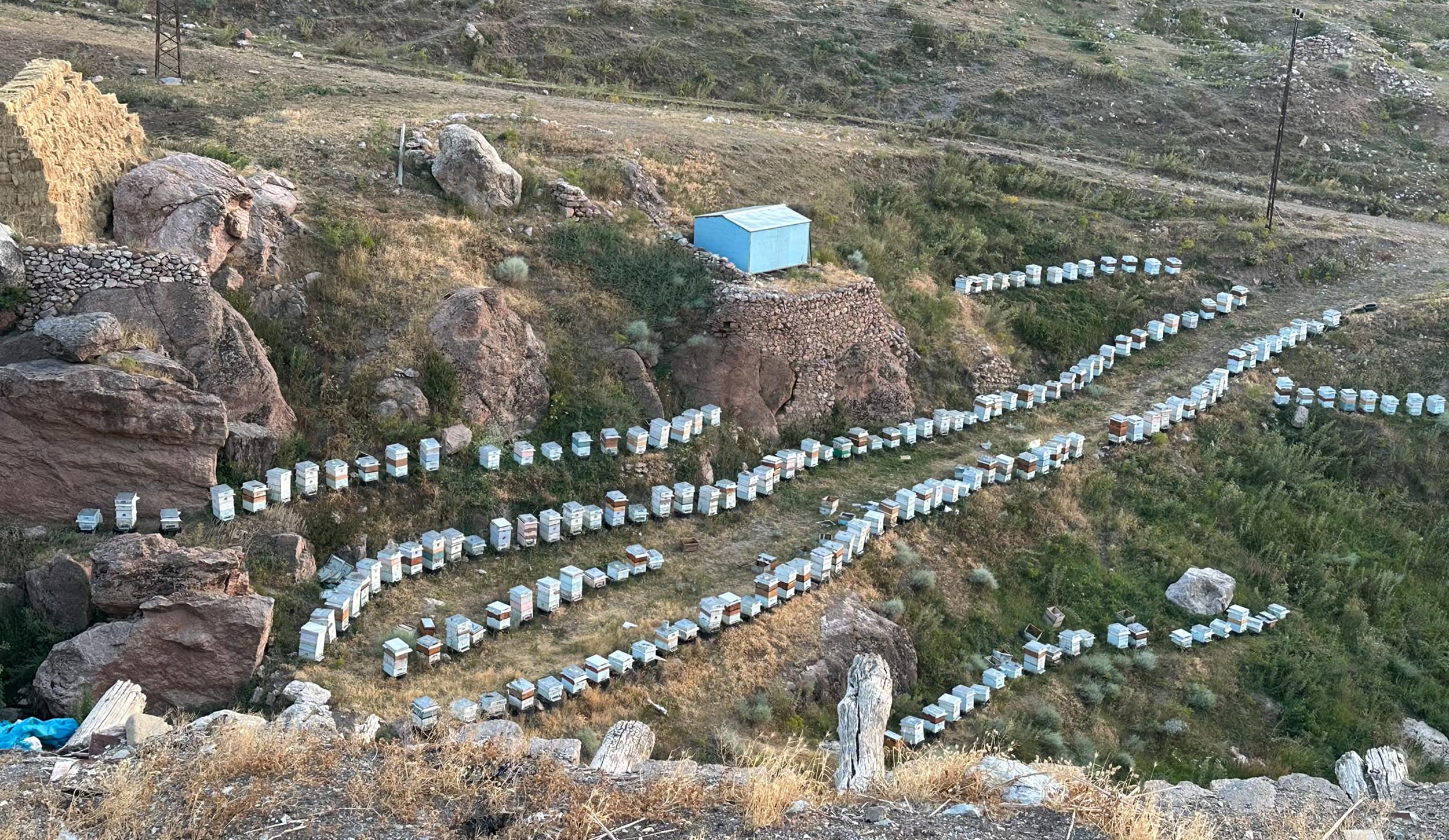 Ağrı geven balı kovanları