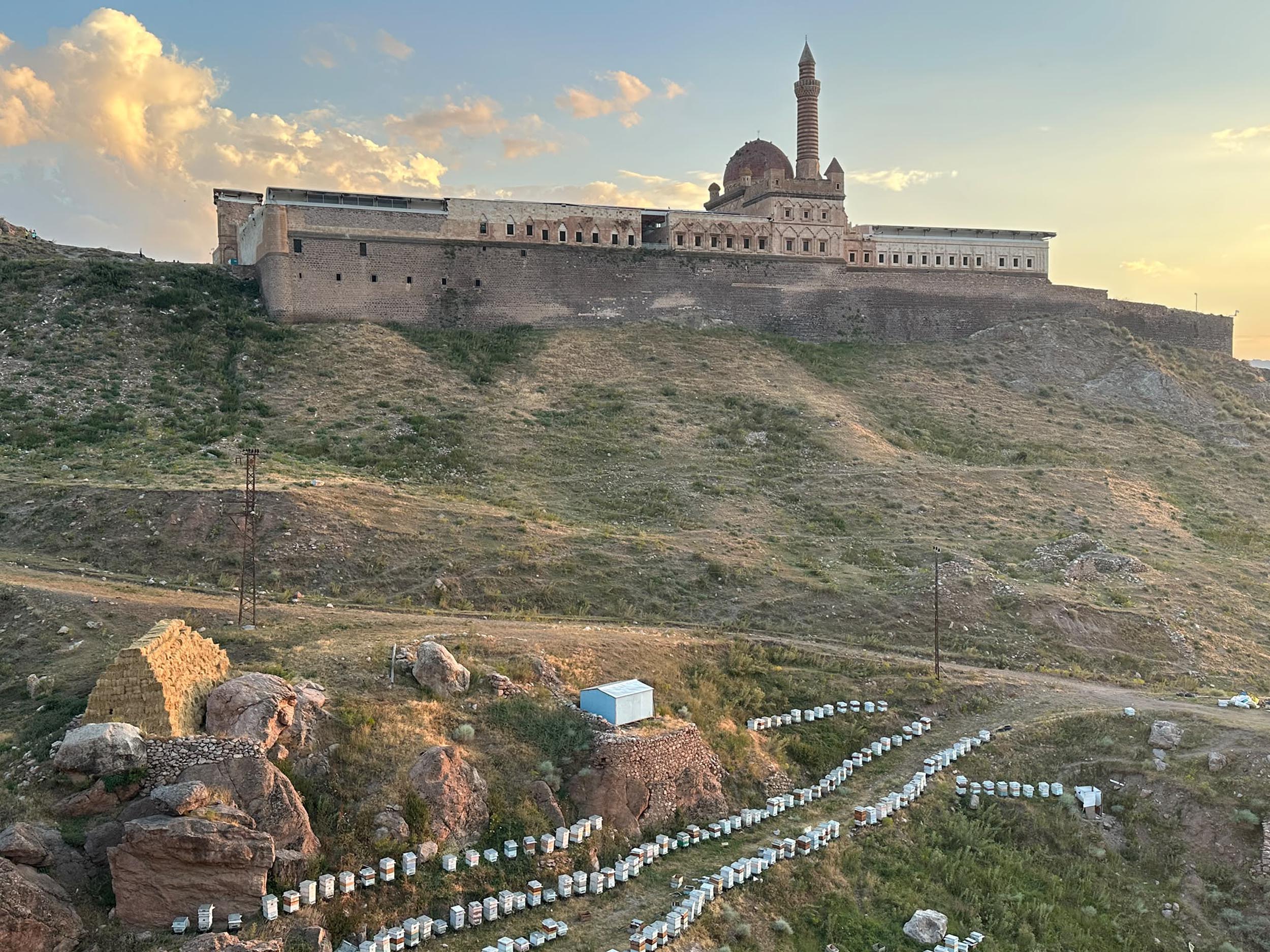 Ağrı geven balı hasadı