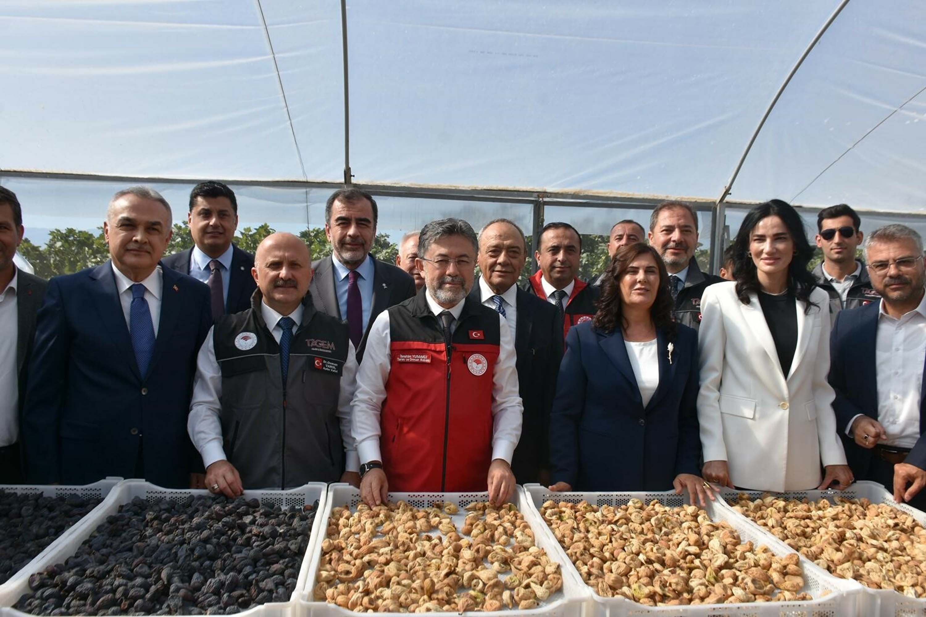 İncir bahçesinde incelemeler