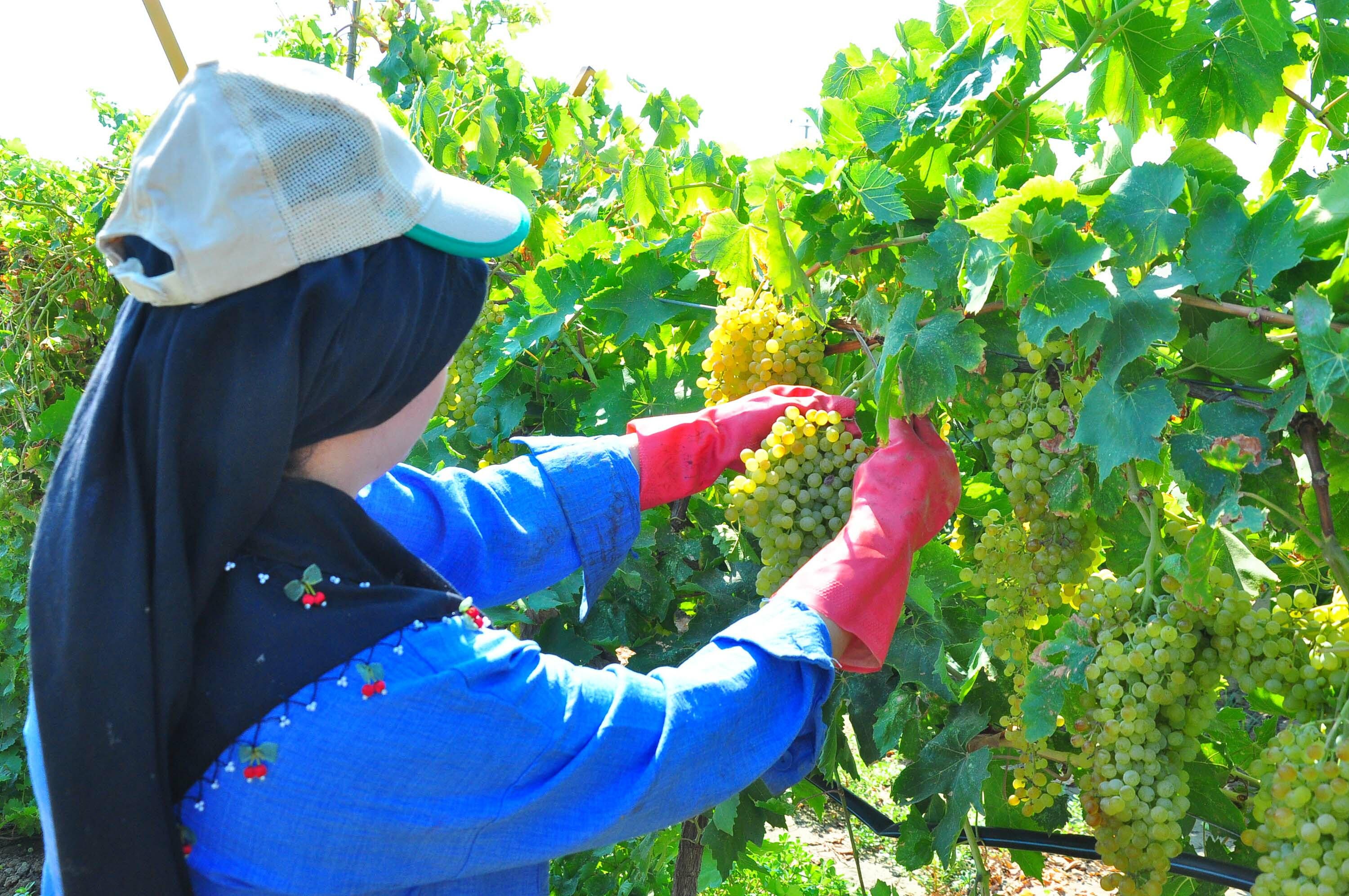 Üzüm hasadı Manisa