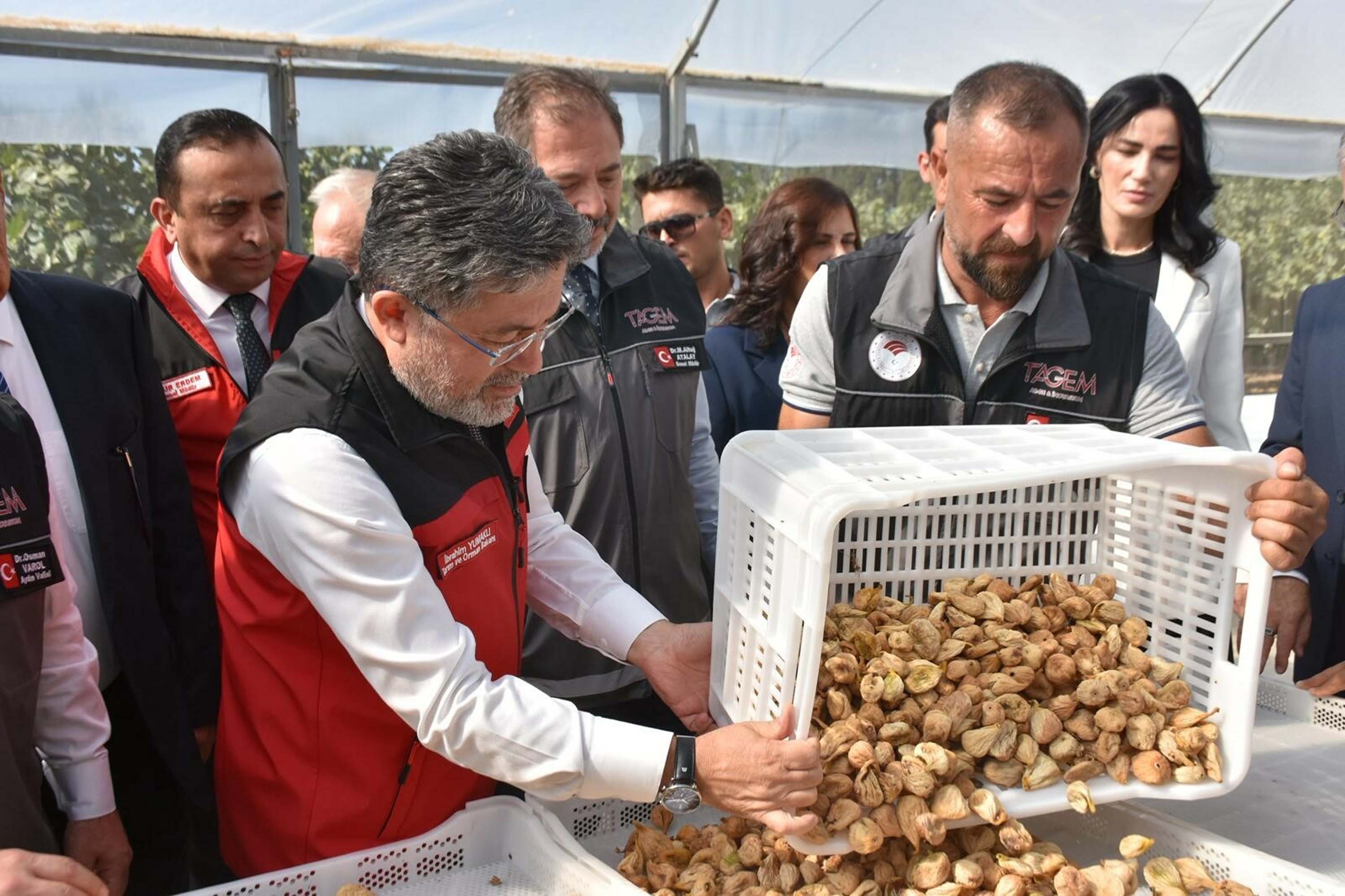 İncir hasadı etkinliği