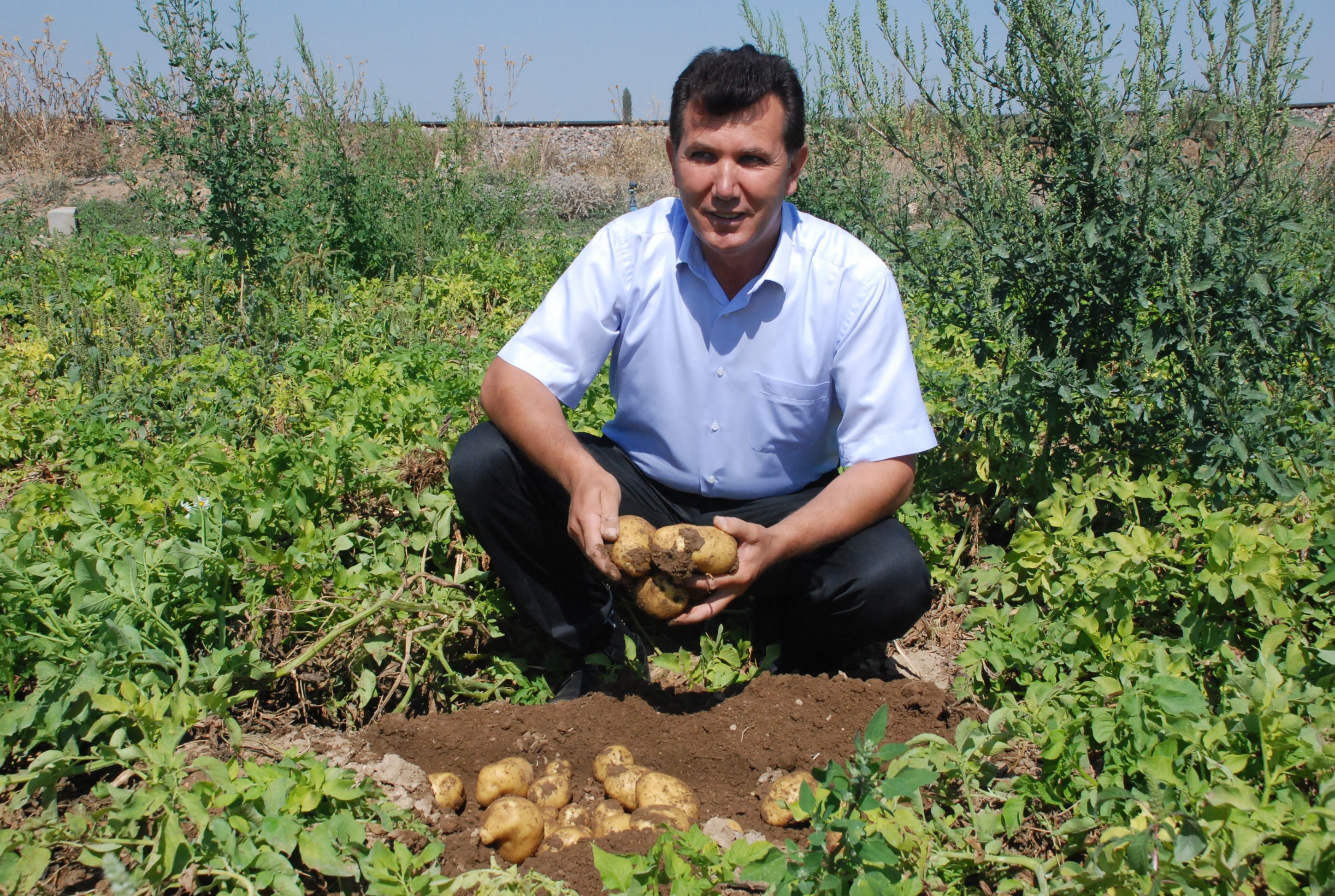 Patates ihracatı Niğde