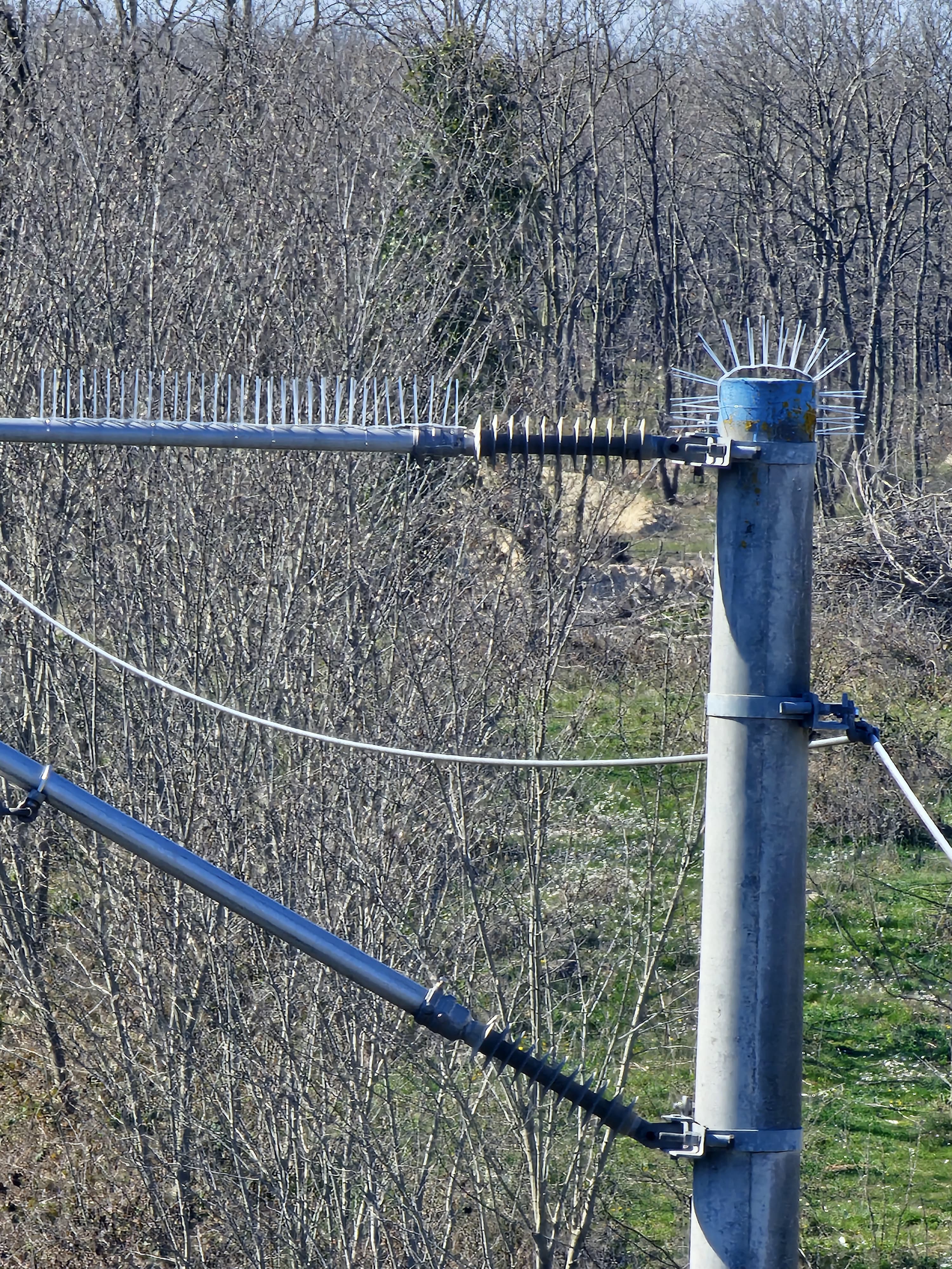 TCDD leylekler için bilimsel çalışma başlattı