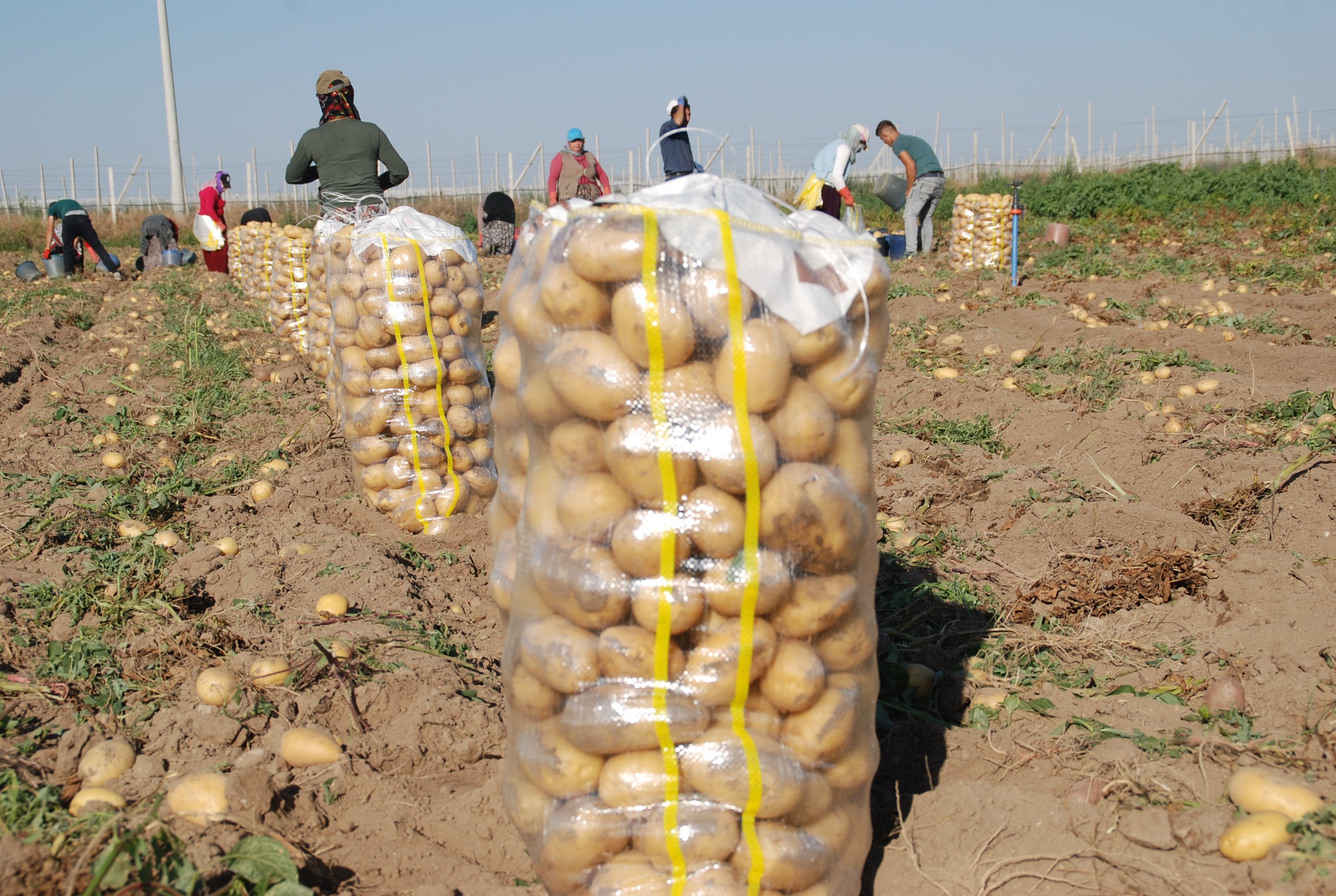 Niğde patates hasadı
