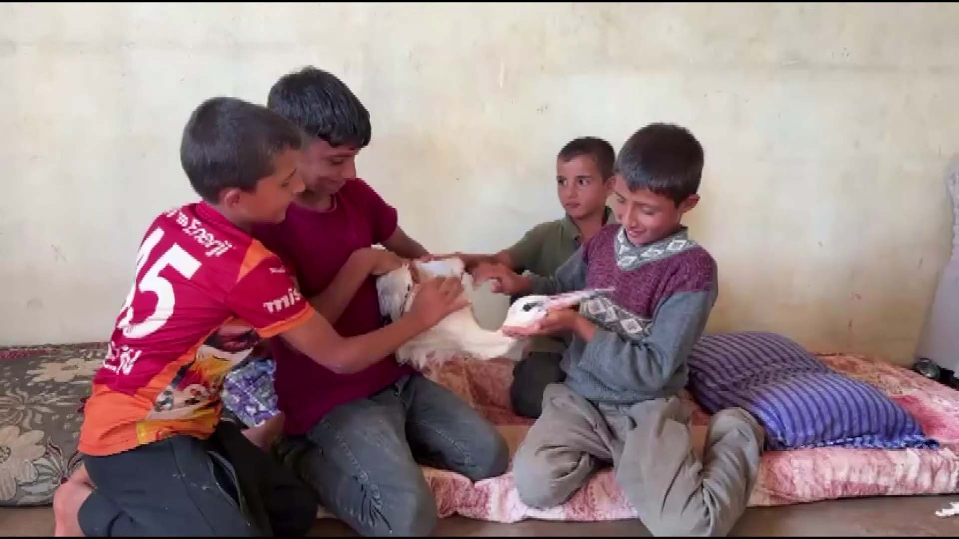 Mahmut Demir leylek ile