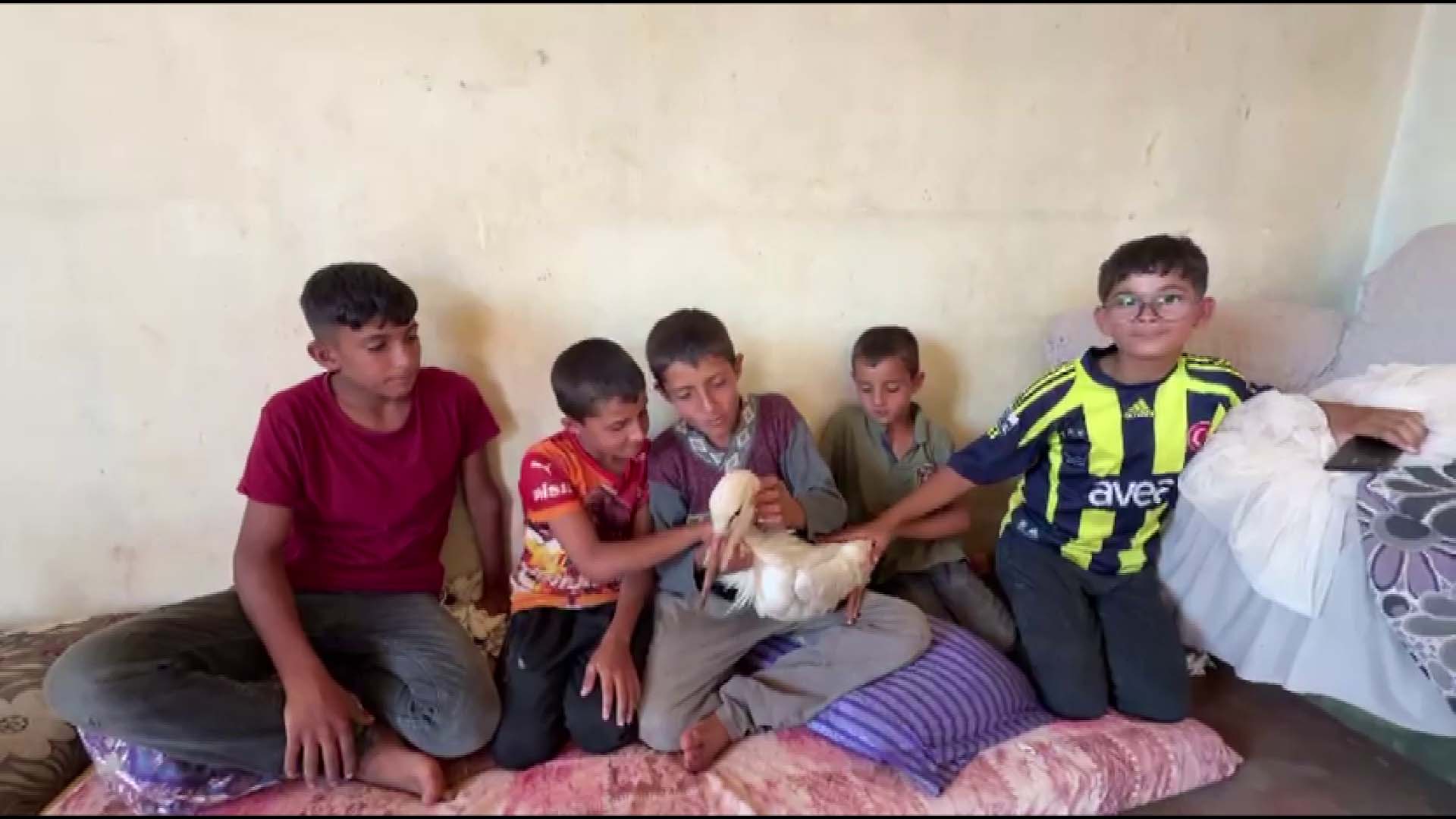 Hatay Reyhanlı leylek misafir