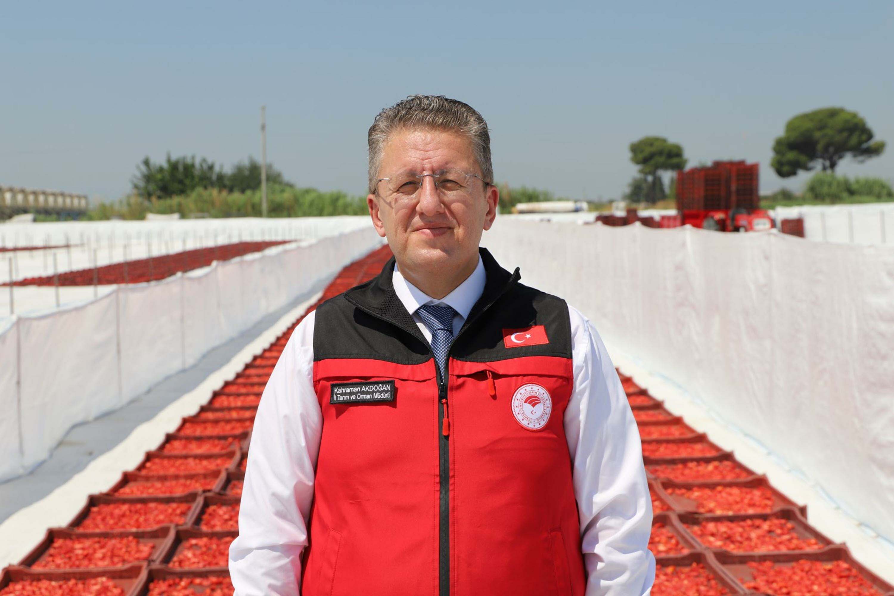 Domates hasadı