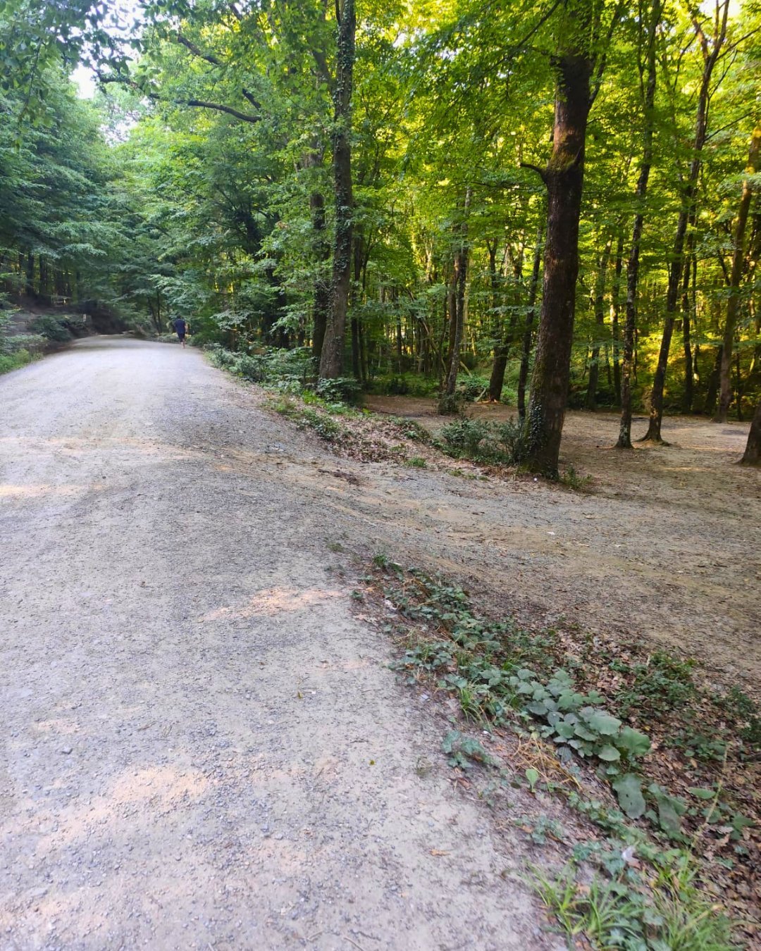 Belgrad Ormanı