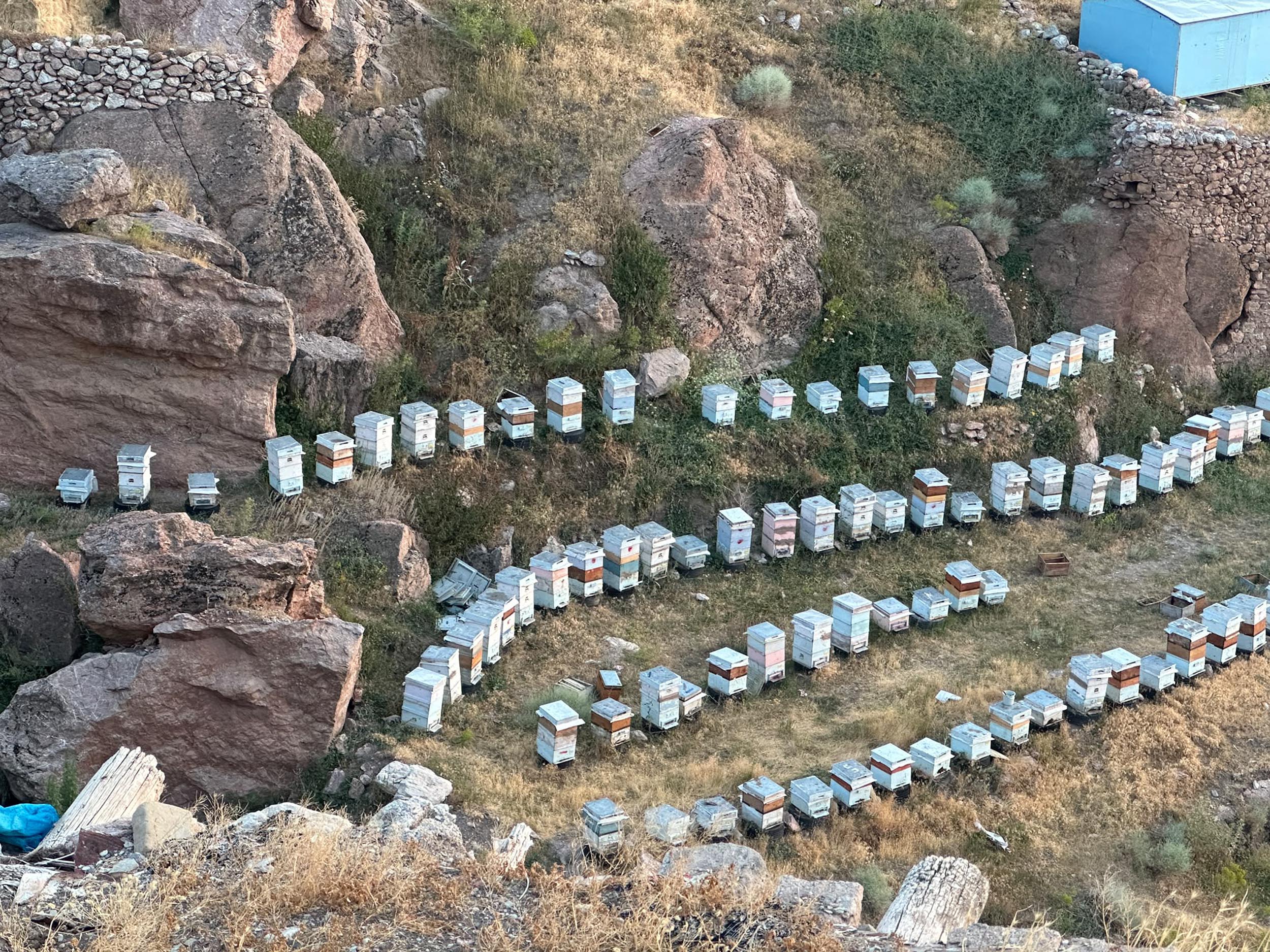 Saray eteklerinde arıcılık faaliyetleri