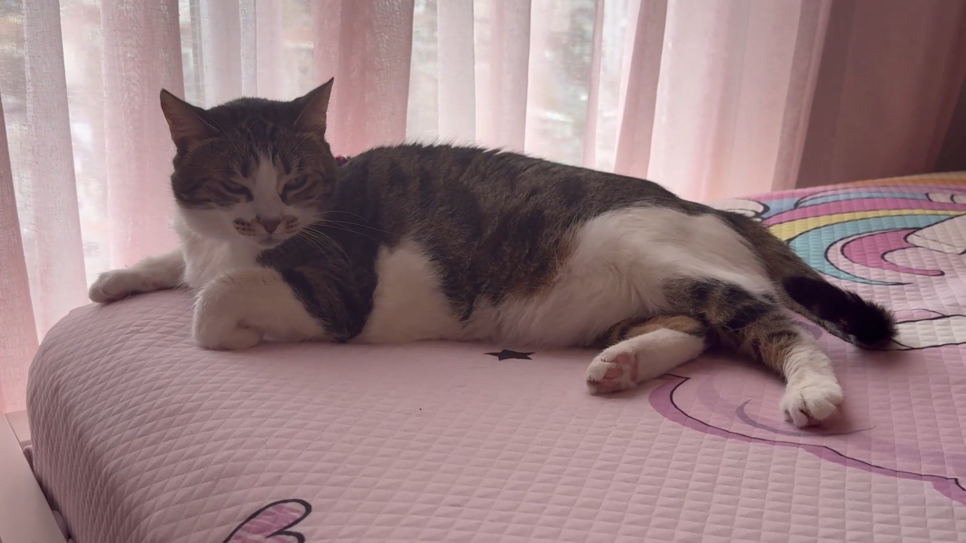 Kedi Mucize güvenlik kamerası görüntüsü