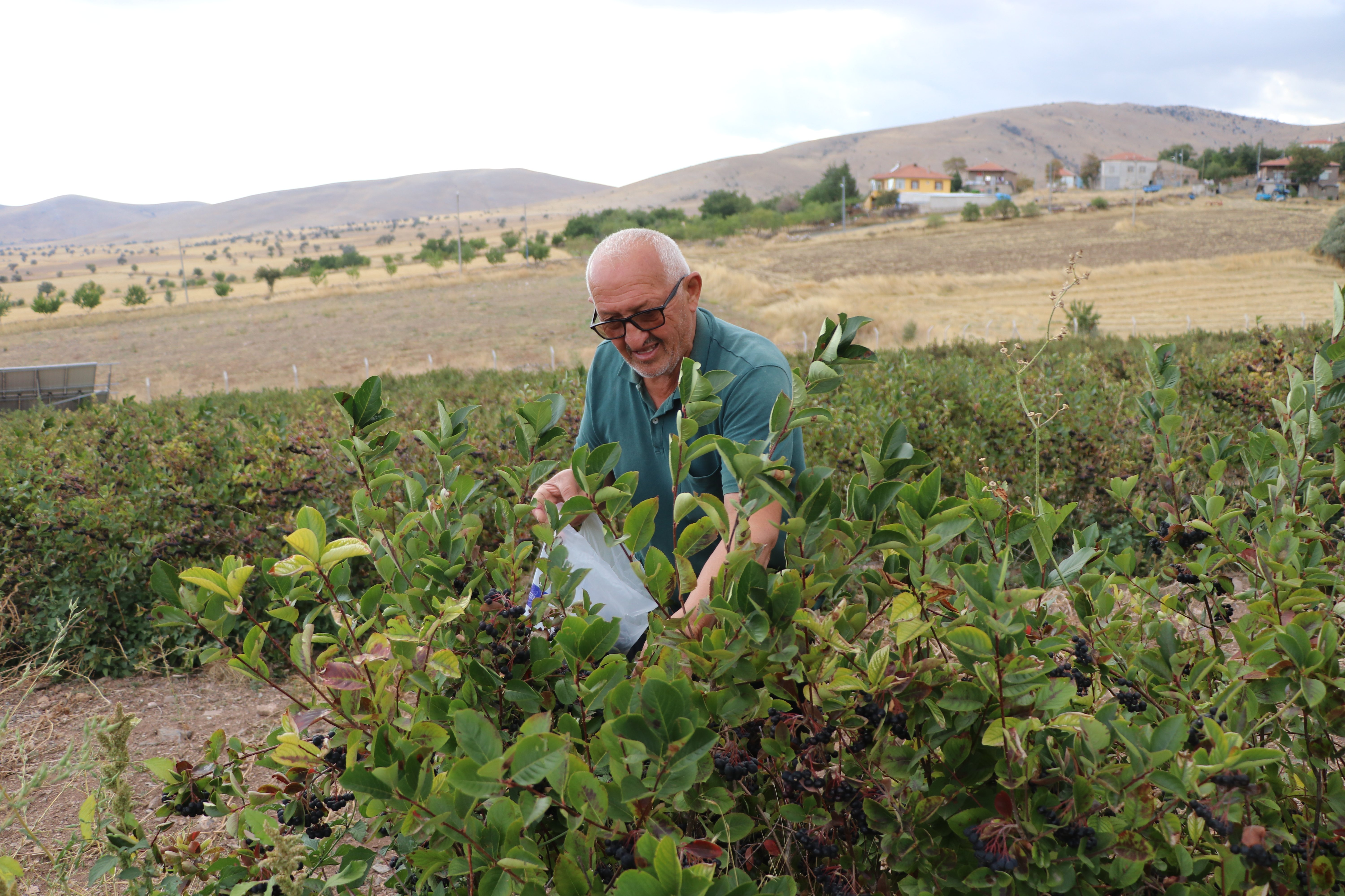 Aronya Bahçesinden Kareler
