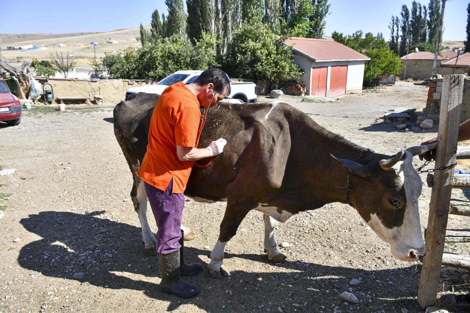 Ankara Büyükşehir Belediyesi Veteriner Hekimliği Hizmet Projesi kapsamında yetiştiricilere destek