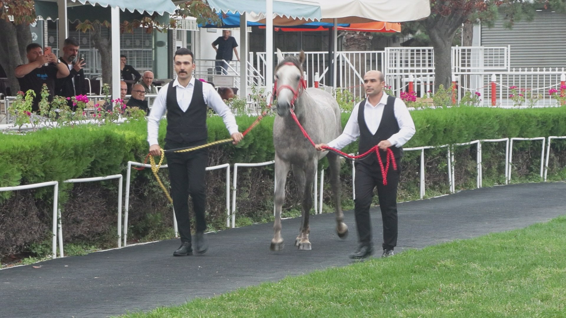 TİGEM elit tay satışından görüntü